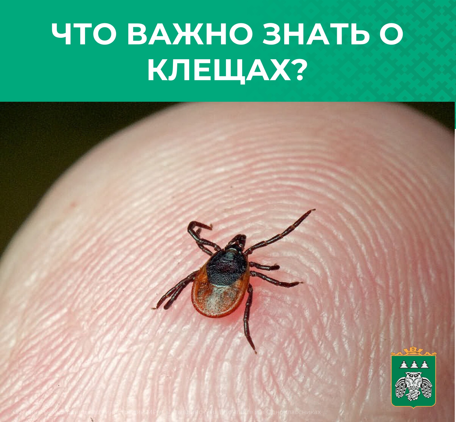 Клещи атакуют: что важно знать!.
