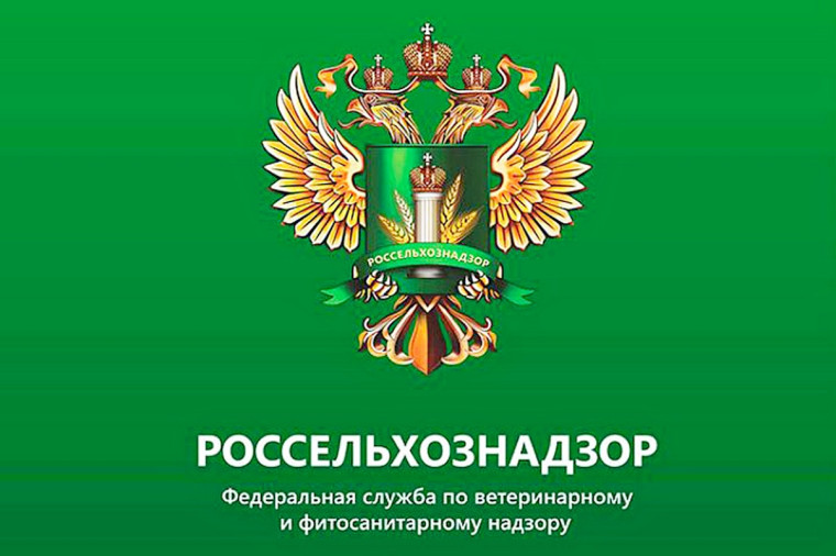 О фитосанитарных рисках, связанных с приобретением и употреблением зараженного картофеля. О фитосанитарных рисках, связанных с приобретением и употреблением зараженного картофеля.