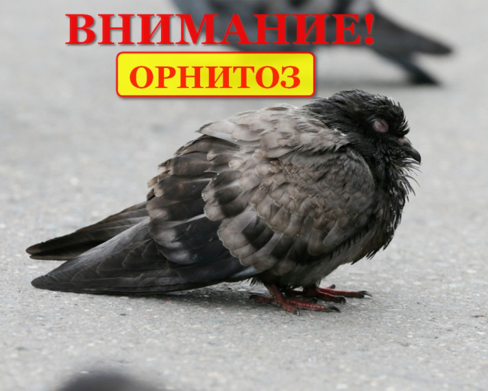 Памятка по профилактике орнитоза птиц. Памятка по профилактике орнитоза птиц.