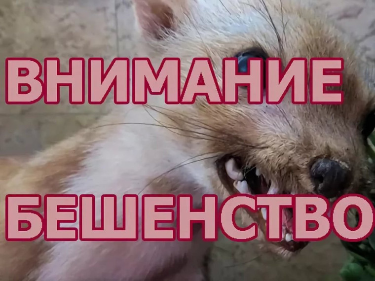 Вниманию граждан - памятка по бешенству. Вниманию граждан - памятка по бешенству.