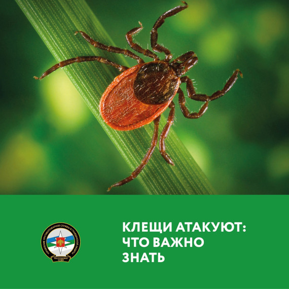 Клещи атакуют: что важно знать!. Клещи атакуют: что важно знать!.