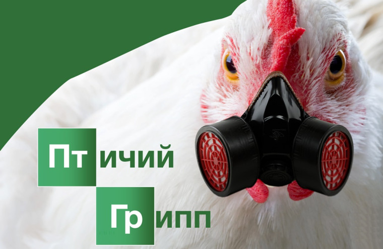 Памятка для населения «Меры по профилактике гриппа птиц». Памятка для населения «Меры по профилактике гриппа птиц».