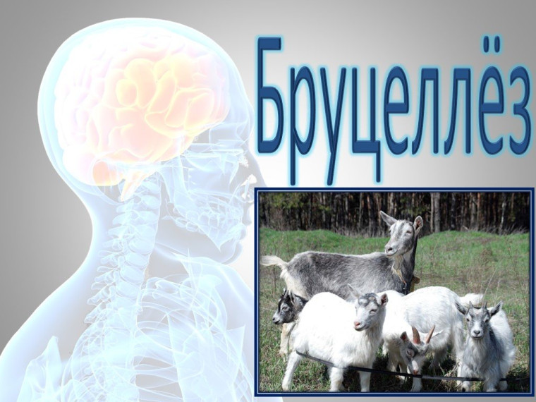 Осторожно-бруцеллёз!. Осторожно-бруцеллёз!.